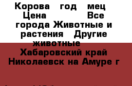 Корова 1 год 4 мец › Цена ­ 27 000 - Все города Животные и растения » Другие животные   . Хабаровский край,Николаевск-на-Амуре г.